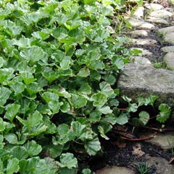 Gunnera magellanica